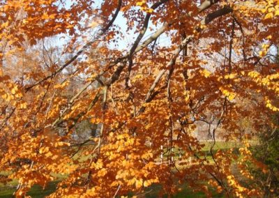 Rotbuche im November